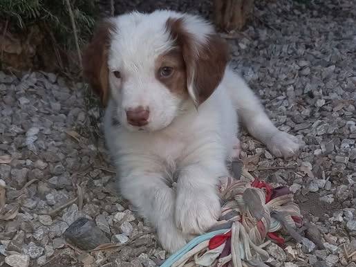 Adozione cane, maschio, Razza sconosciuta Razza sconosciuta, 2 mesi, taglia media, Catanzaro