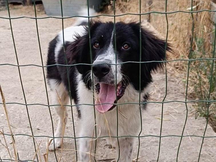Adozione cane, maschio, Border Collie Pastore maremmano, 6 mesi, taglia media, Como
