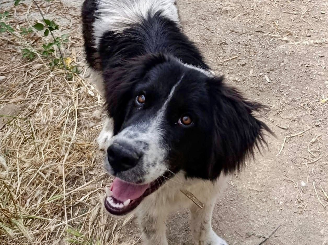 Adotta il cane Nilo a Como