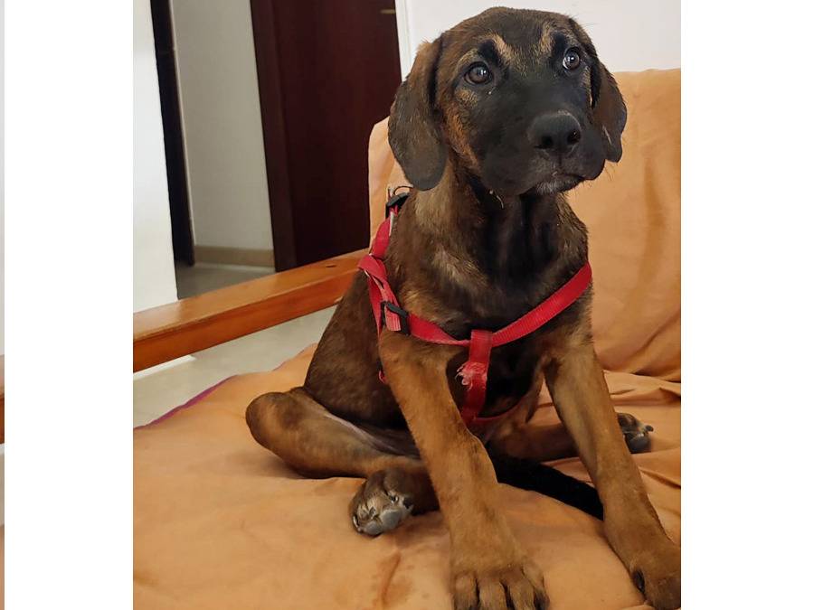 Adotta un cane, maschio, 2 mesi, Trapani
