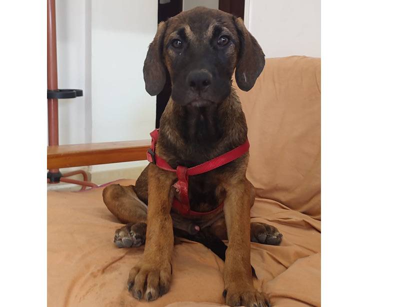 Adotta un cane, taglia media, maschio, Trapani