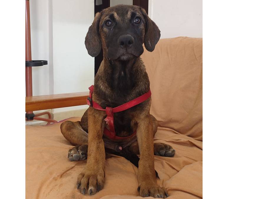 Vuoi adottare un cane a Trapani?