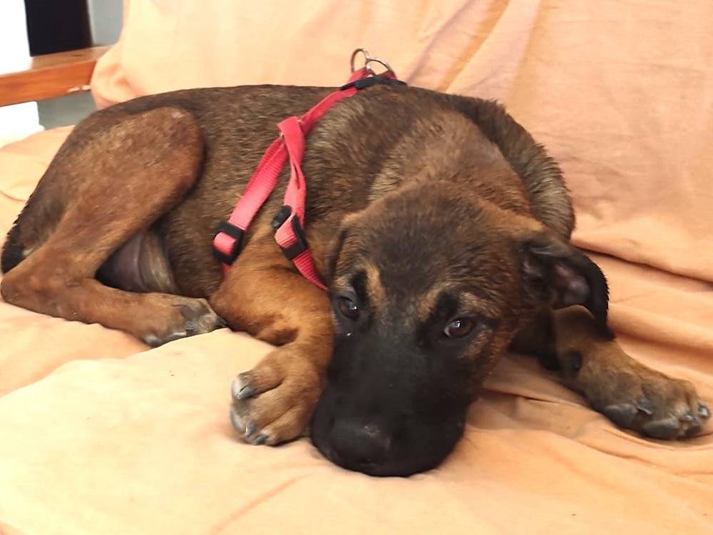 Adozione cane, maschio, Razza sconosciuta Razza sconosciuta, 2 mesi, taglia media, Trapani
