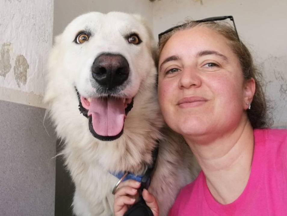 Adozione cane, maschio, Pastore maremmano Razza sconosciuta, 1 anno e 11 mesi, taglia grande, Caserta