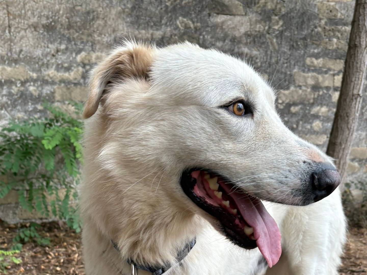 Adotta un cane, taglia grande, maschio, Caserta