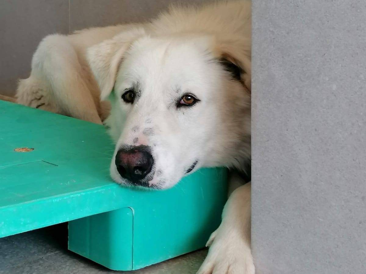 Vuoi adottare un cane a Caserta?