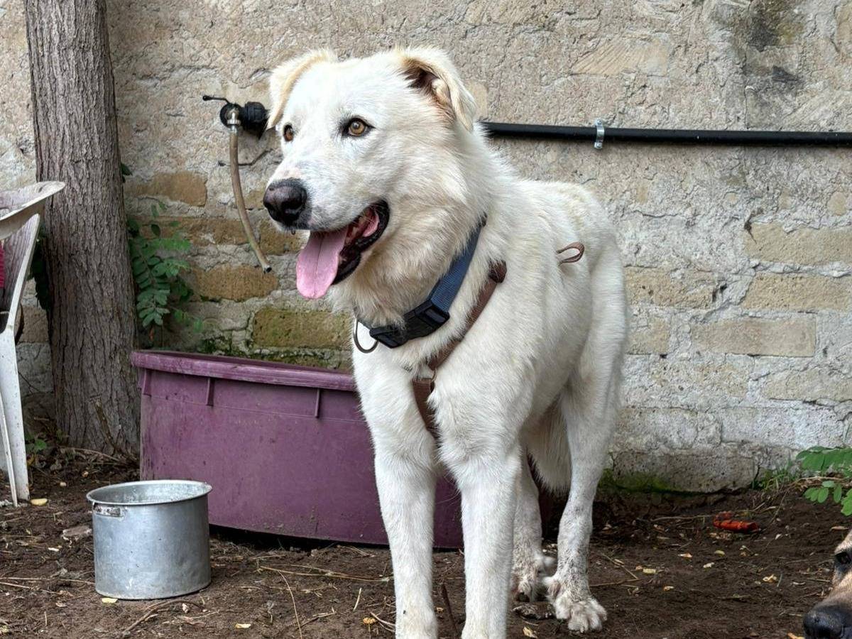 Adotta il cane KING a Caserta