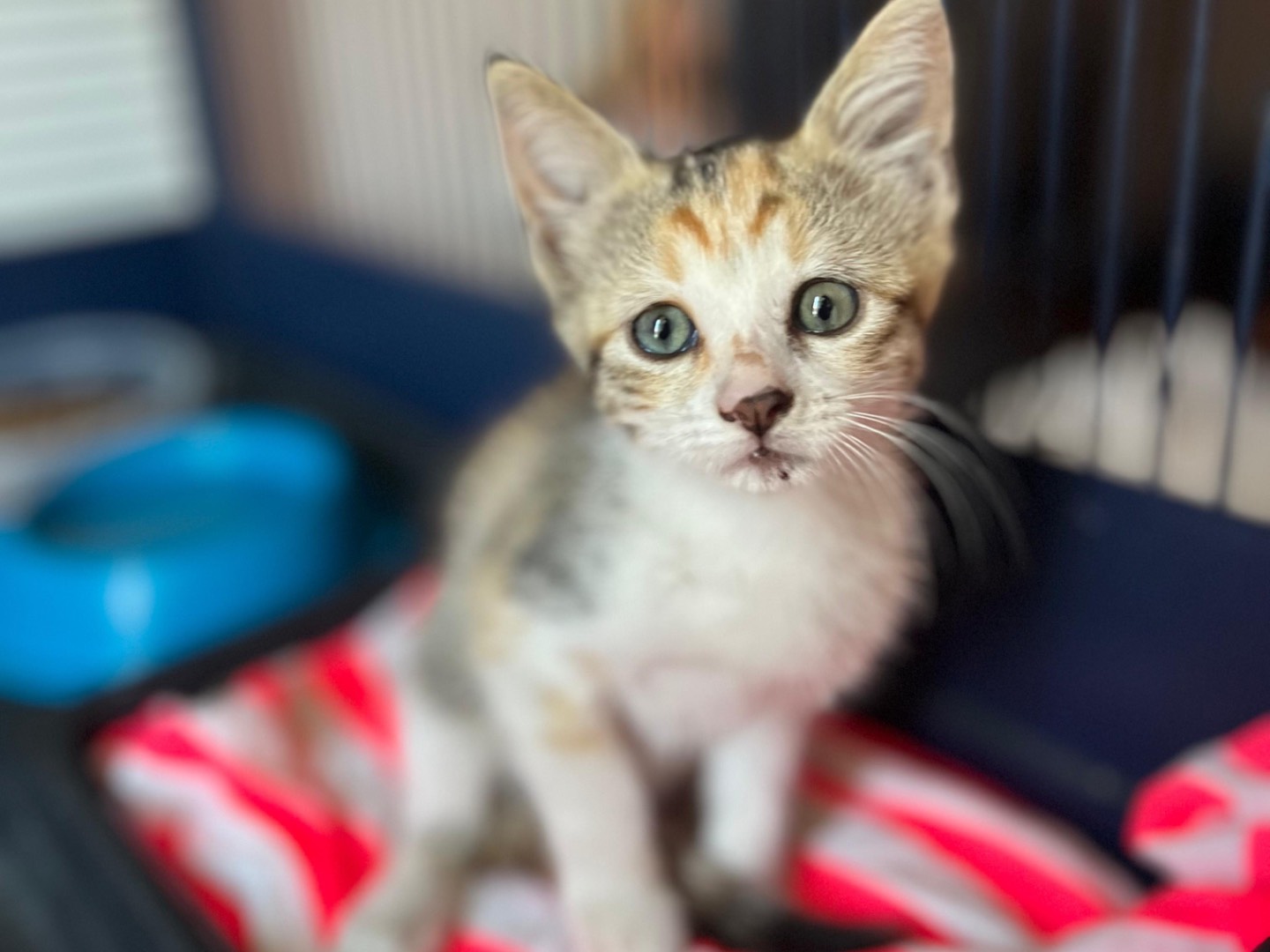 Adozione gatto, femmina, Razza sconosciuta Razza sconosciuta, 1 mesi, taglia non valida, Siracusa