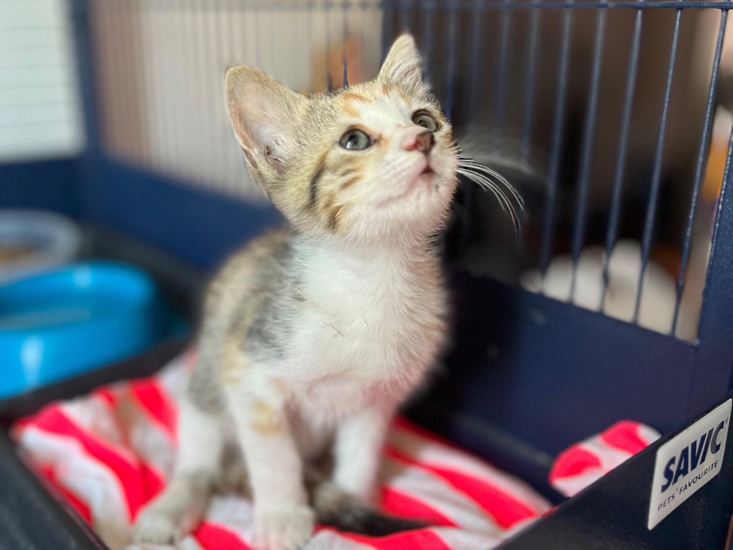 Adotta un gatto, femmina, 1 mesi, Siracusa