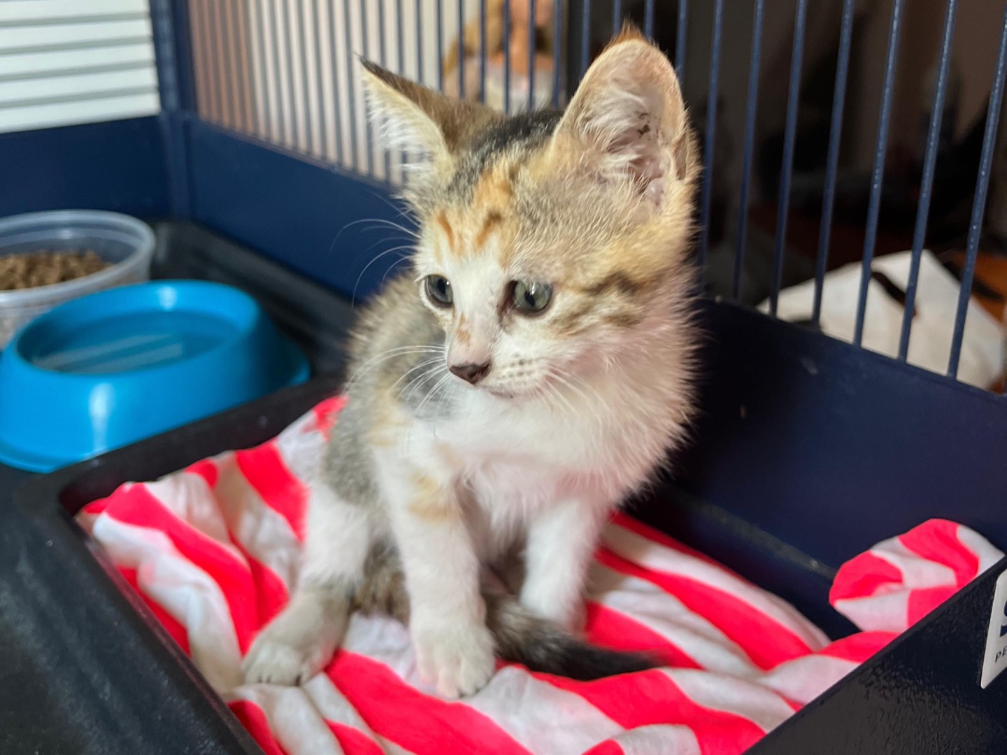 Adotta un gatto, taglia non valida, femmina, Siracusa