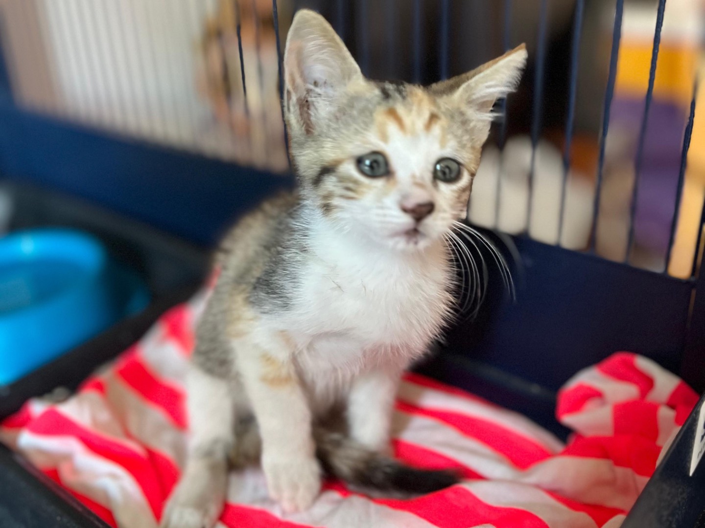 Vuoi adottare un gatto a Siracusa?