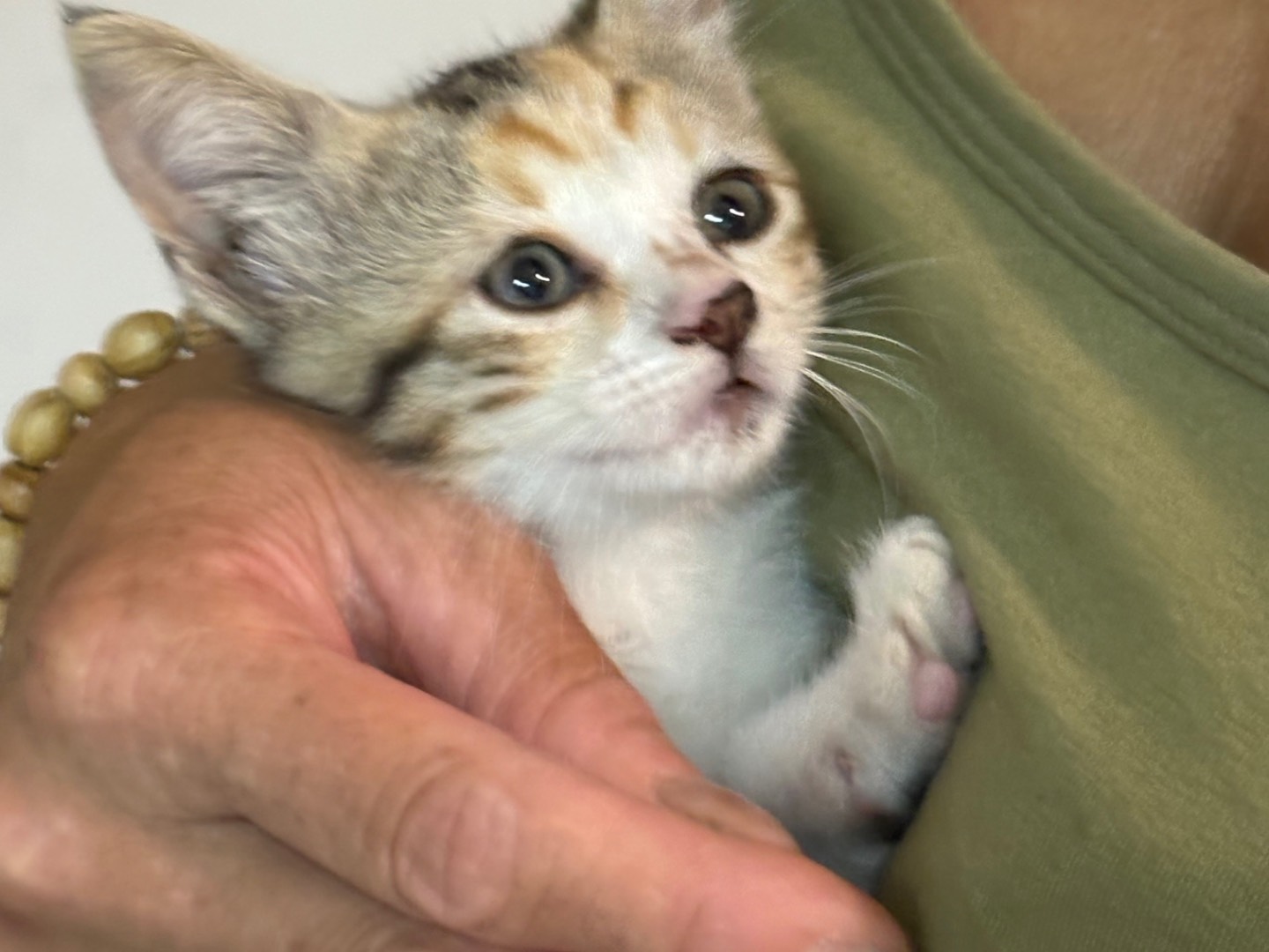 Adotta il gatto Nati a Siracusa