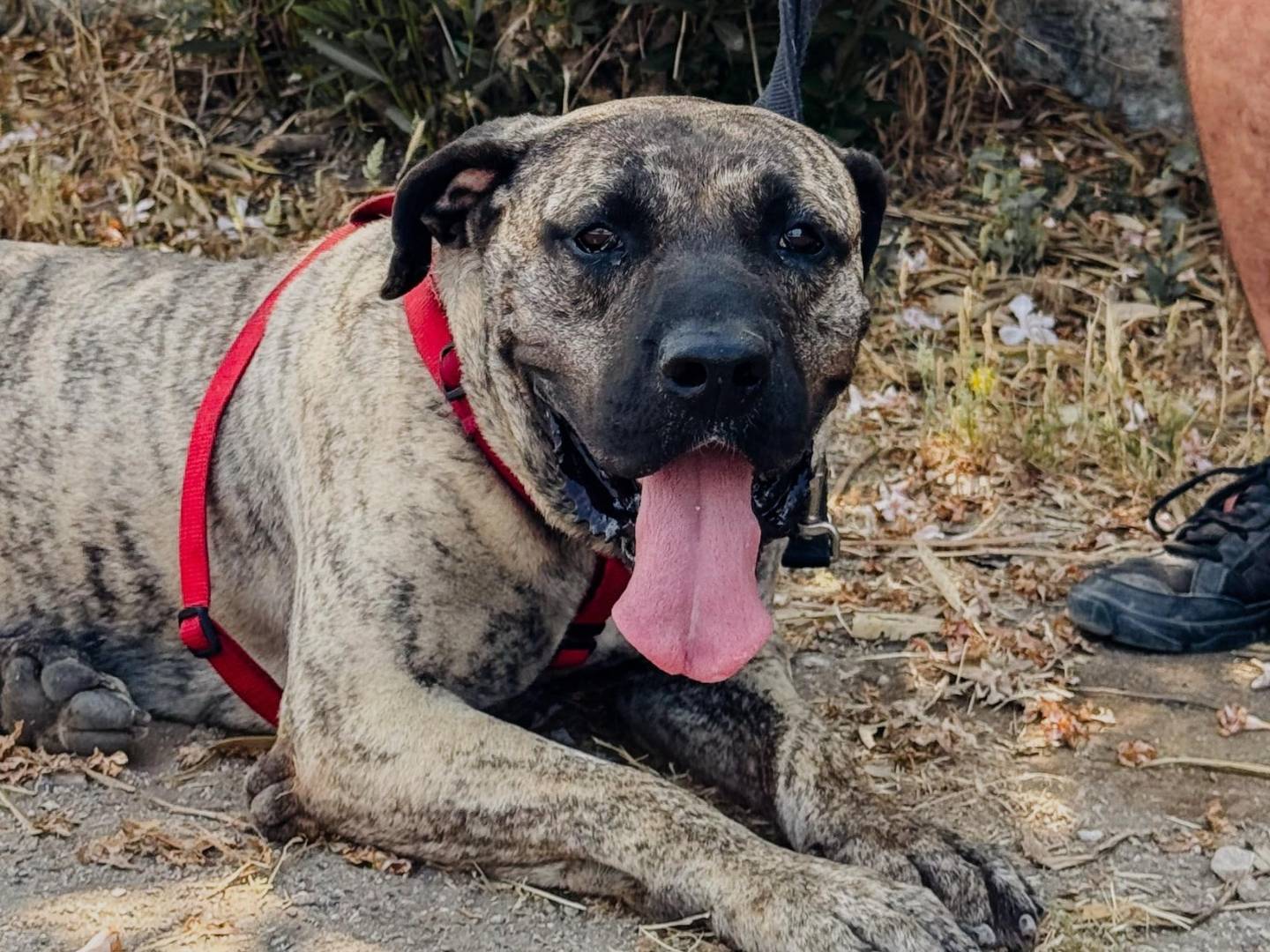 Adozione cane, femmina, Mastiff Razza sconosciuta, 4 anni e 5 mesi, taglia gigante, Caserta