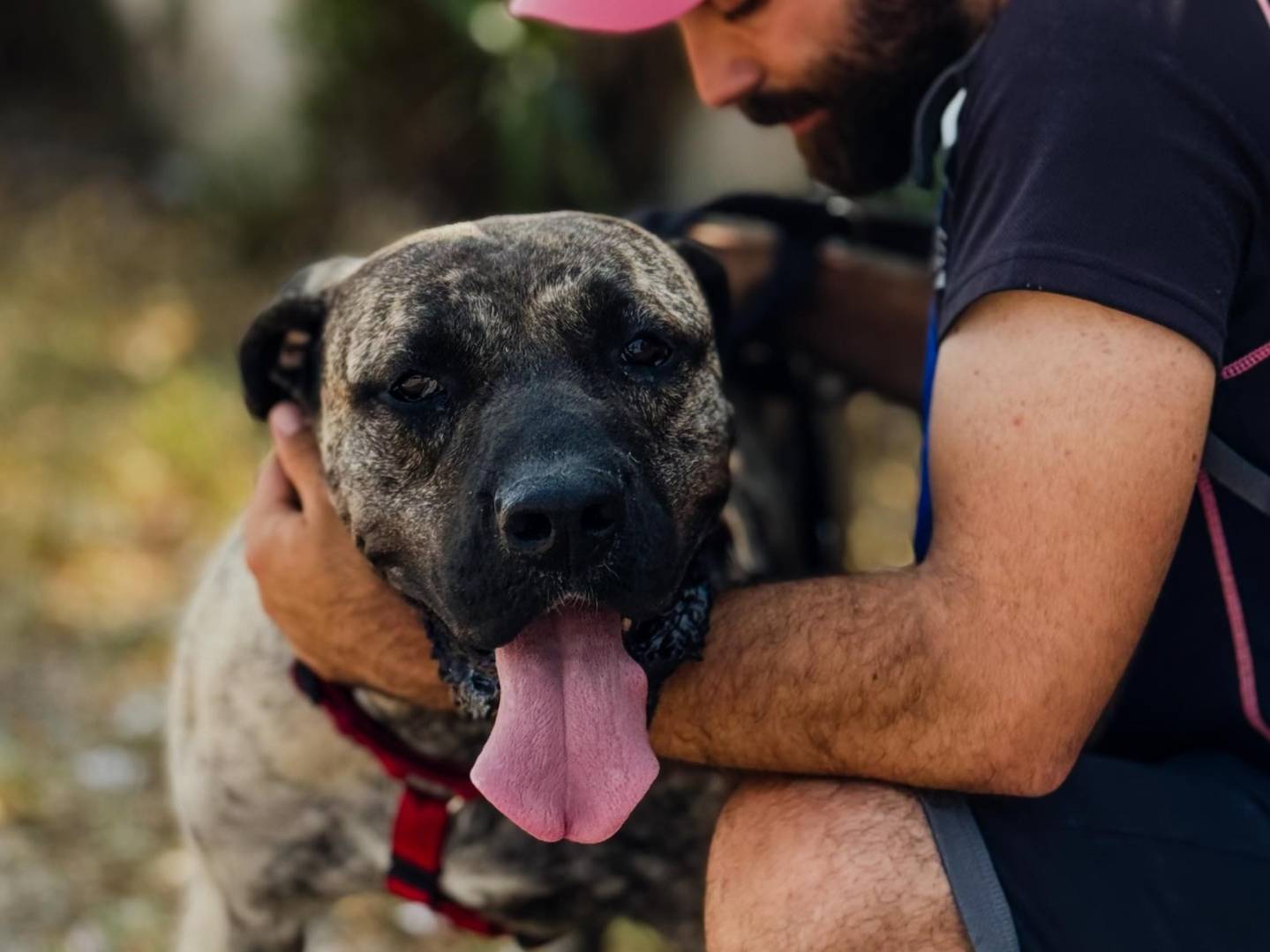 Adotta un cane, femmina, 4 anni e 5 mesi, Caserta