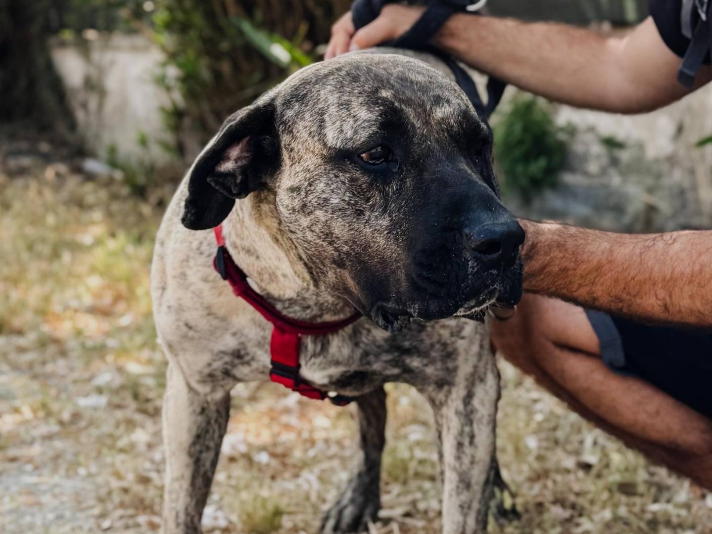 Vuoi adottare un cane a Caserta?