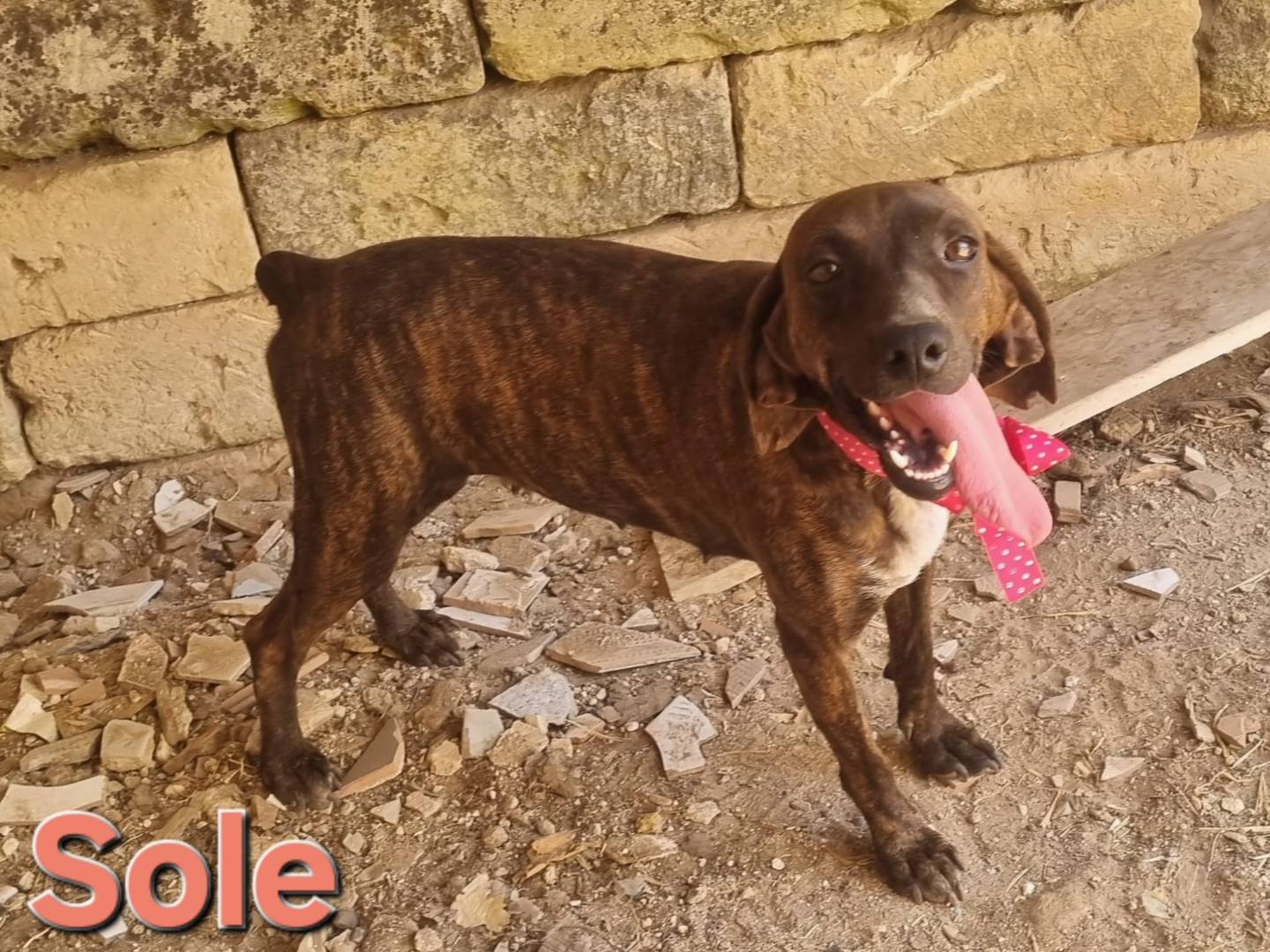 Adotta un cane, femmina, 4 anni e 6 mesi, Taranto