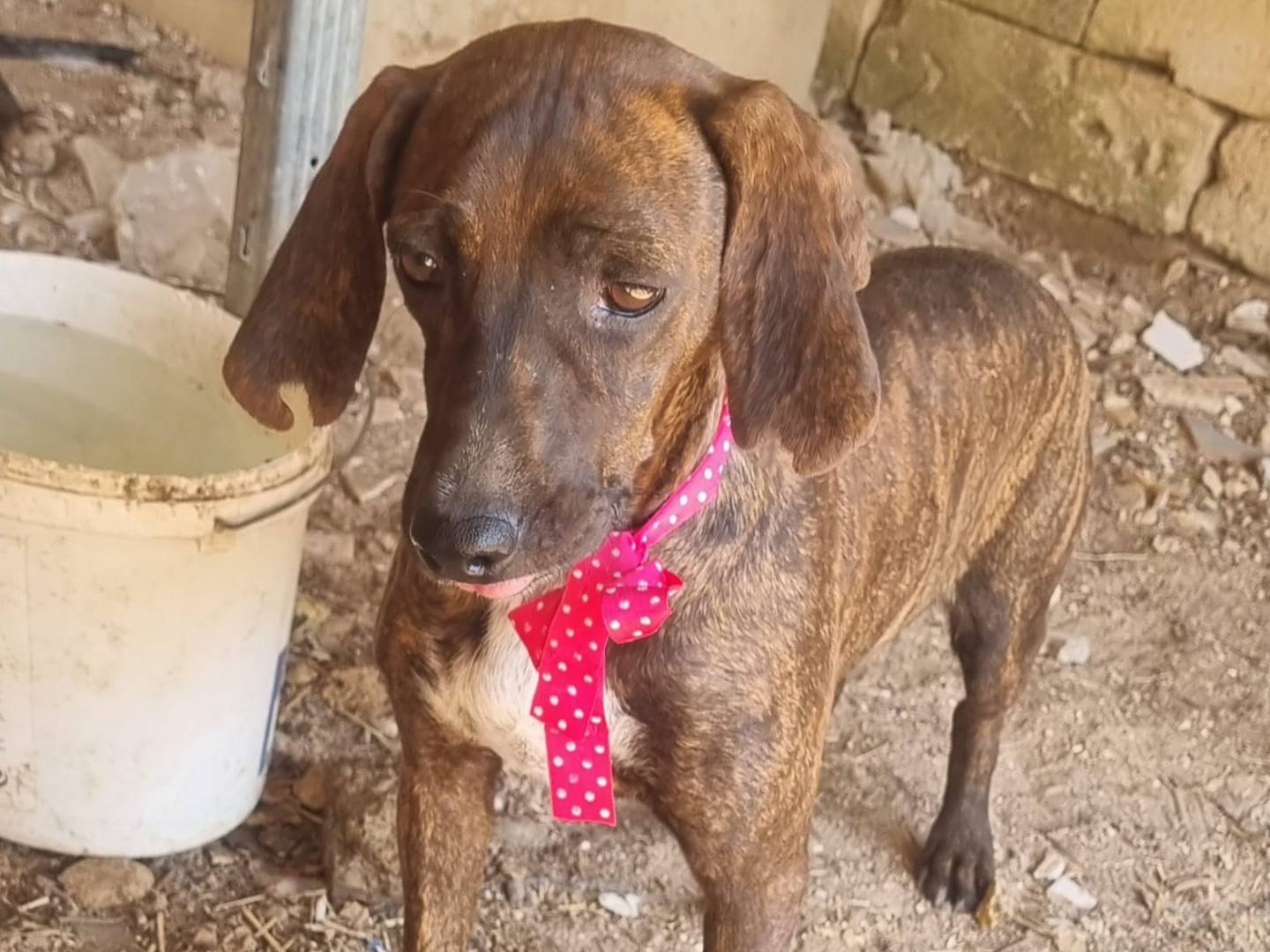 Adotta un cane, taglia media contenuta, femmina, Taranto