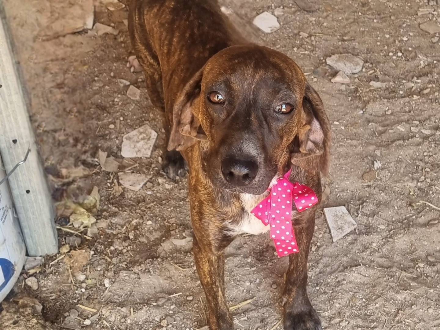 Vuoi adottare un cane a Taranto?