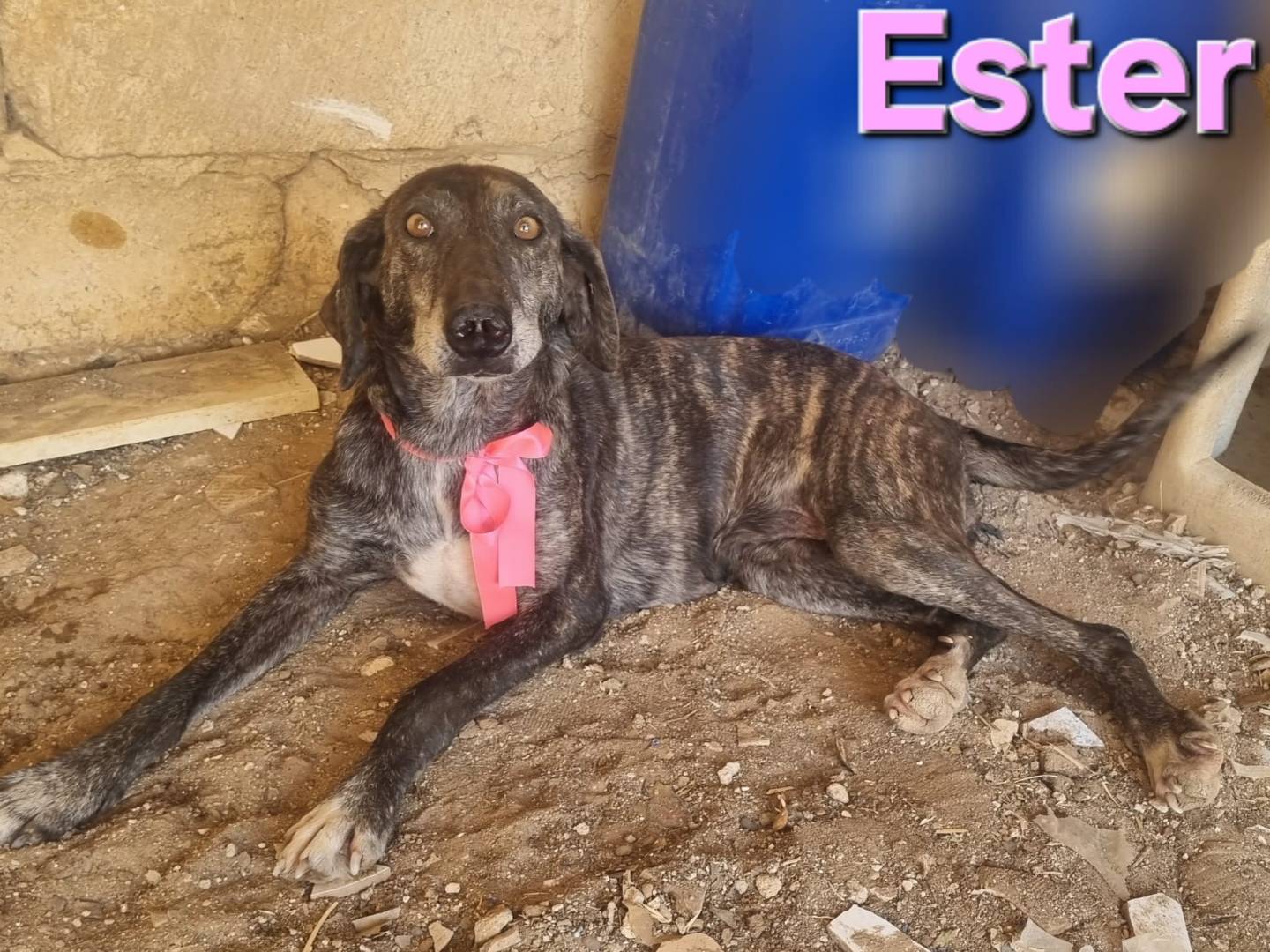 Adozione cane, femmina, Segugio Razza sconosciuta, 4 anni e 6 mesi, taglia media, Taranto