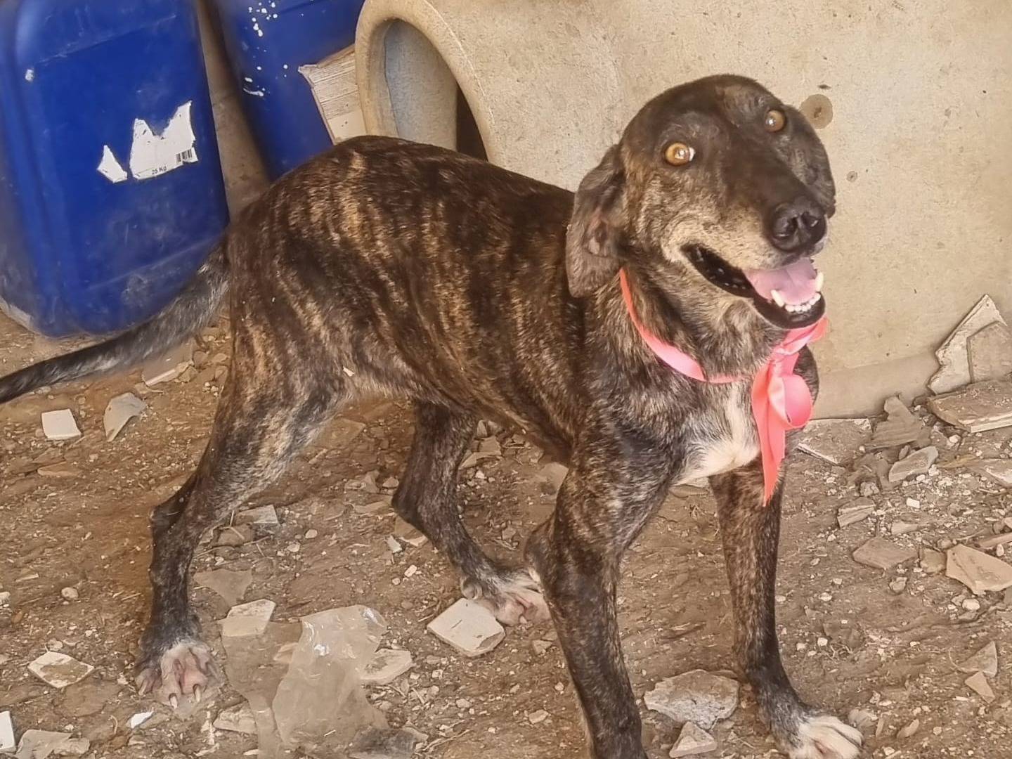 Adotta un cane, femmina, 4 anni e 6 mesi, Taranto