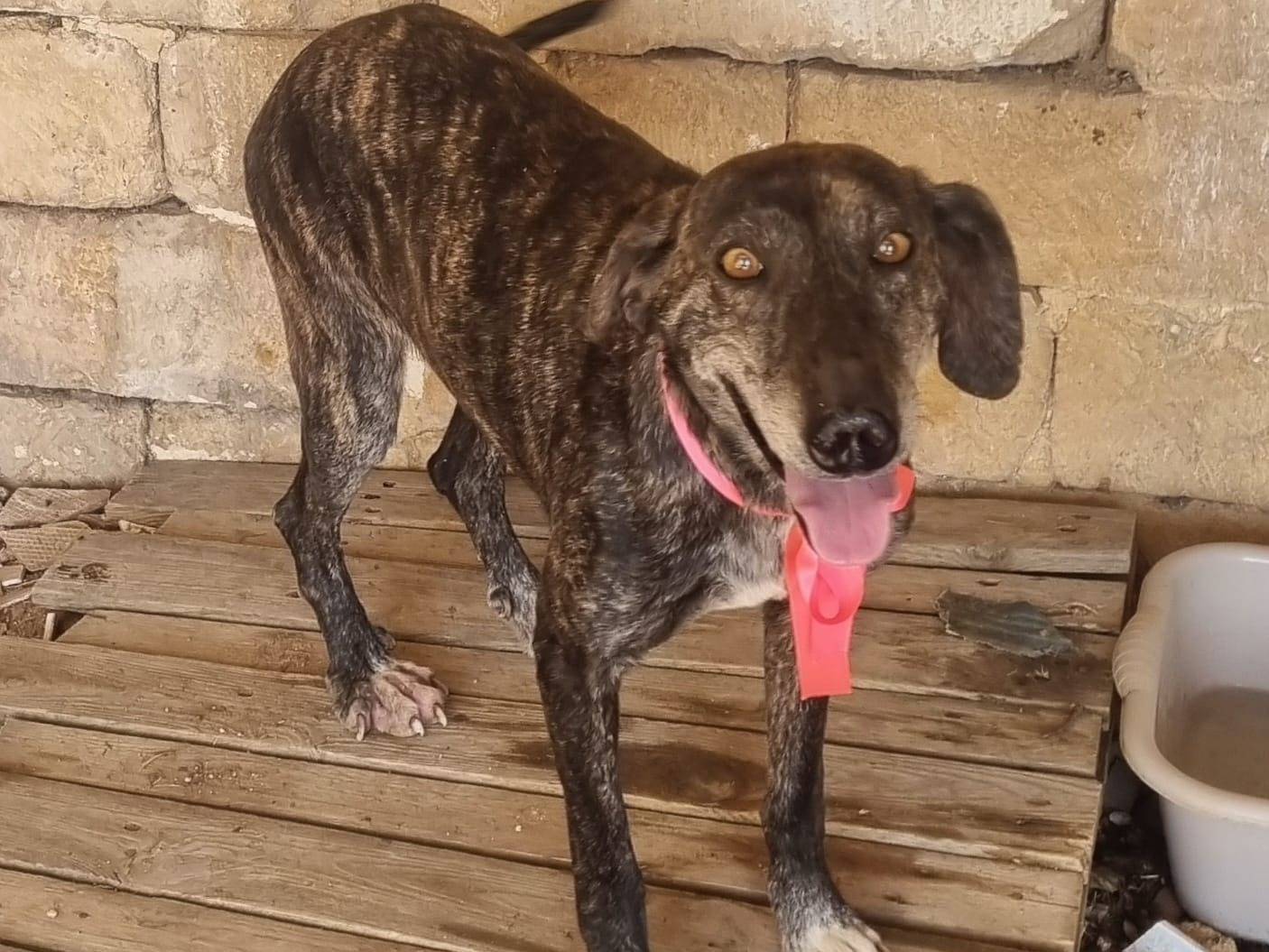 Adotta un cane, taglia media, femmina, Taranto