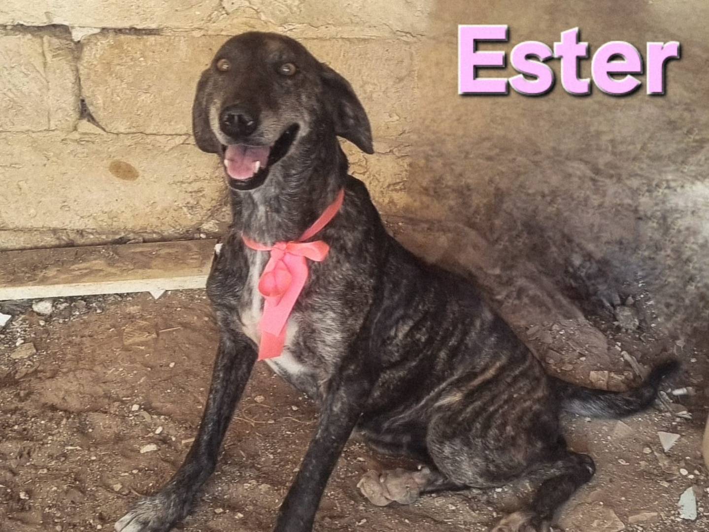 Vuoi adottare un cane a Taranto?