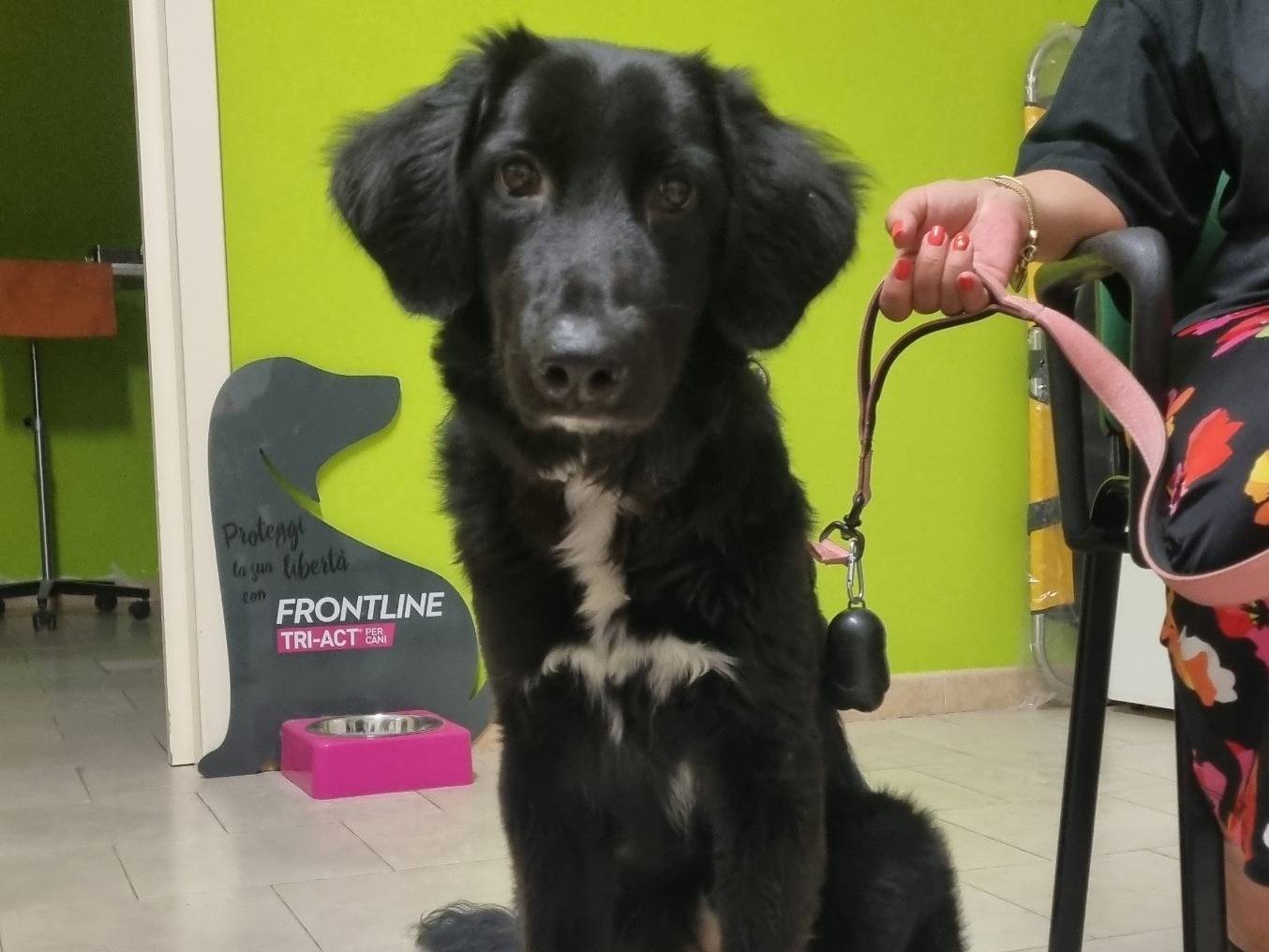 Adozione cane, femmina, Razza sconosciuta Razza sconosciuta, 8 mesi, taglia grande, Taranto