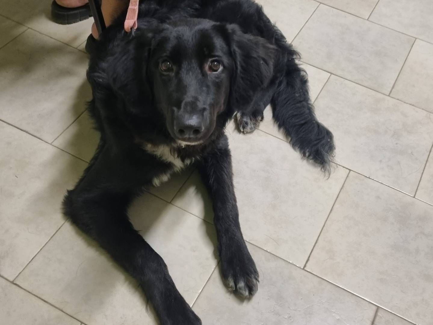 Adotta un cane, femmina, 8 mesi, Taranto