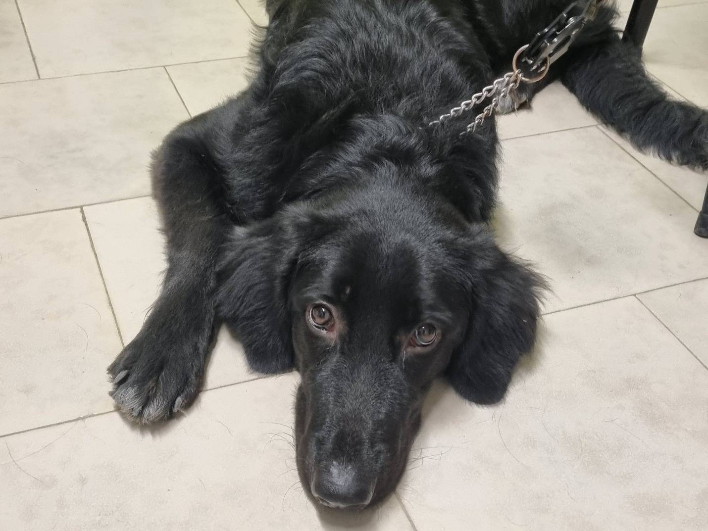 Adotta un cane, taglia grande, femmina, Taranto