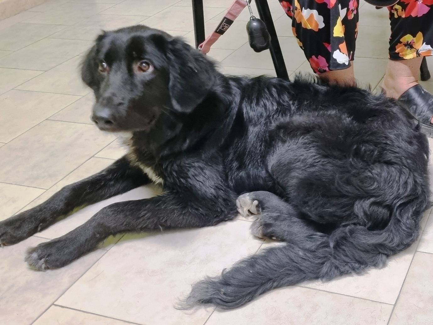 Vuoi adottare un cane a Taranto?