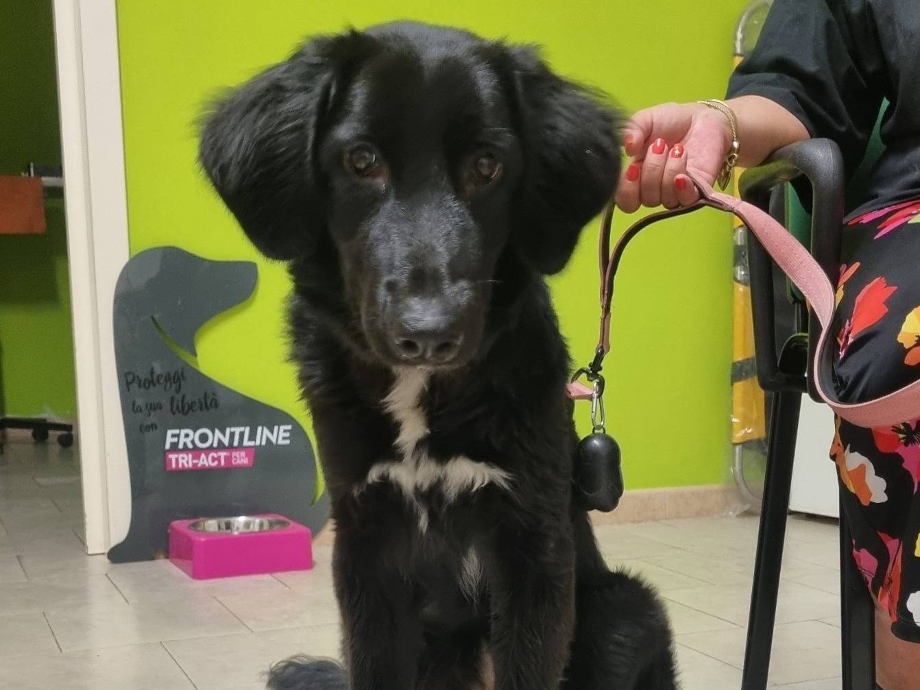 Adotta il cane Simona a Taranto