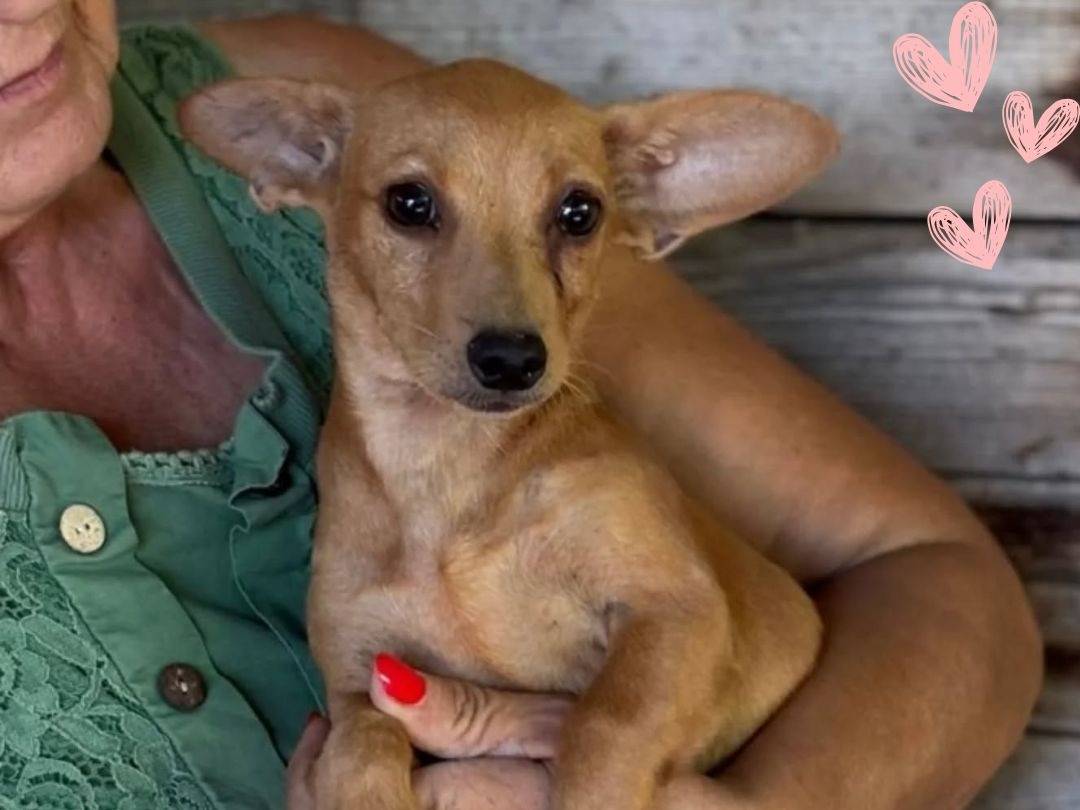 Adozione cane, femmina, Razza sconosciuta Razza sconosciuta, 1 anno, taglia piccola, Latina