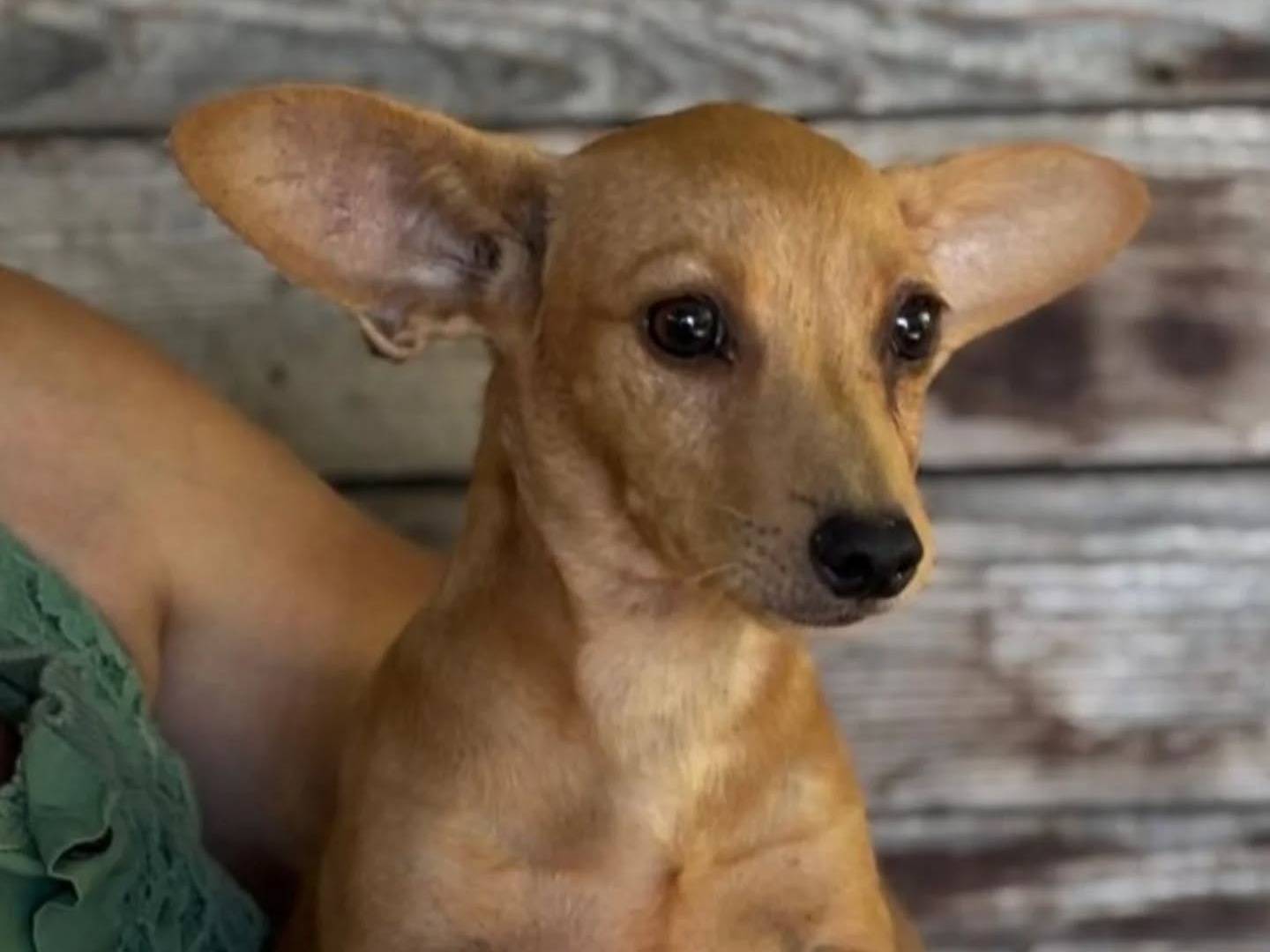 Adotta un cane, femmina, 1 anno, Latina