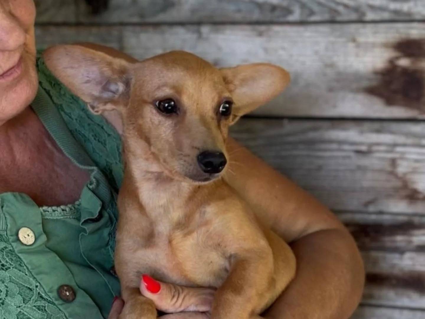 Adotta un cane, taglia piccola, femmina, Latina