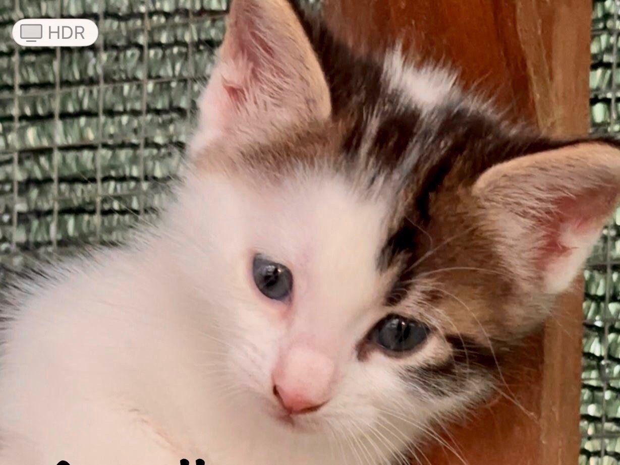 Adozione gatto, maschio, Razza sconosciuta Razza sconosciuta, 1 mesi, taglia non valida, Latina