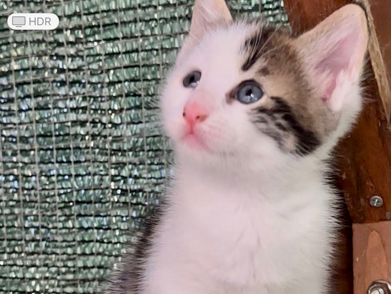 Adotta un gatto, maschio, 1 mesi, Latina