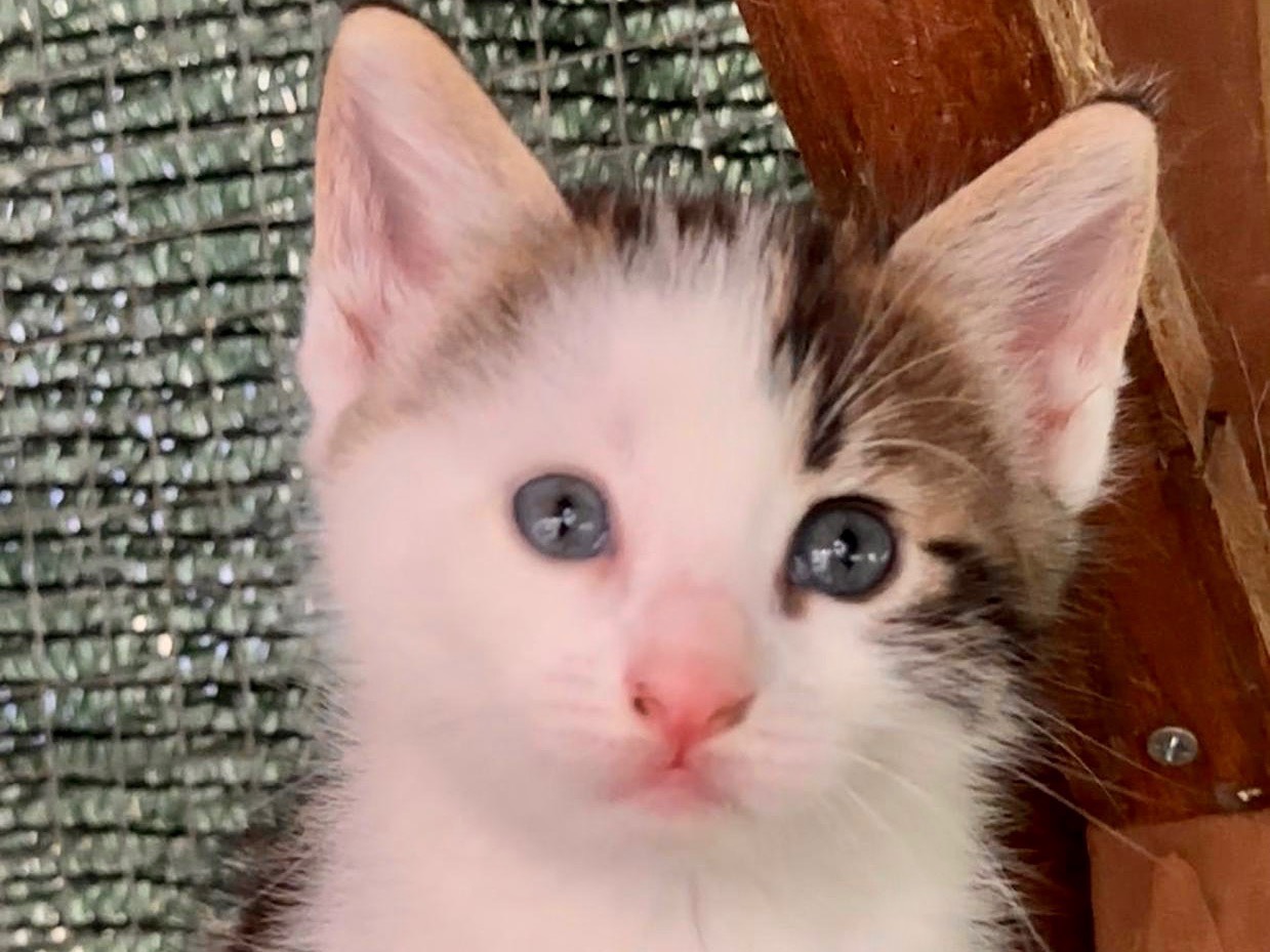 Adotta un gatto, taglia non valida, maschio, Latina