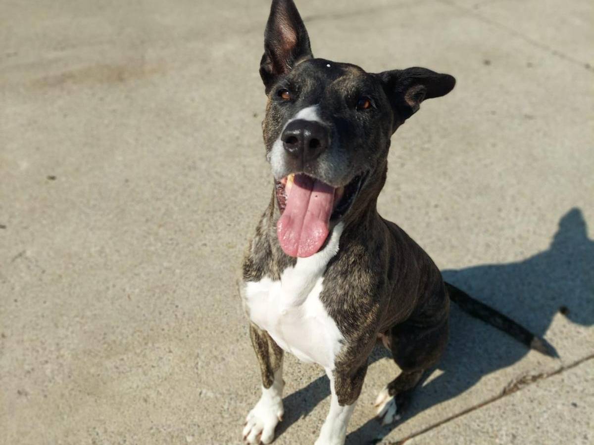 Vuoi adottare un cane a Milano?