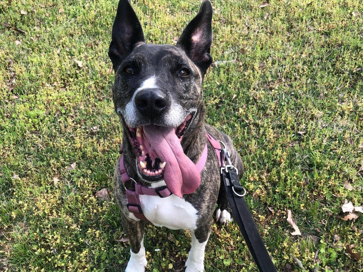 Adotta il cane Tyson a Milano