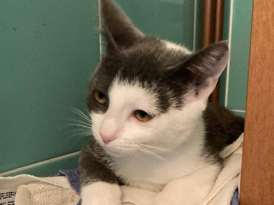Adotta un gatto, taglia non valida, maschio, Vicenza