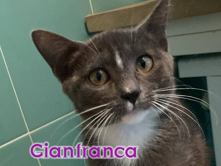 Adozione gatto, femmina, Razza sconosciuta Razza sconosciuta, 2 mesi, taglia non valida, Vicenza