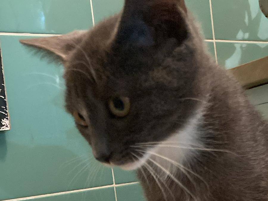 Adotta un gatto, femmina, 2 mesi, Vicenza