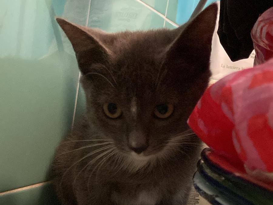 Adotta un gatto, taglia non valida, femmina, Vicenza