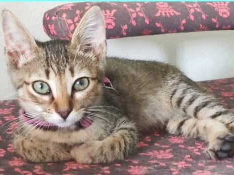 Adozione gatto, maschio, Razza sconosciuta Razza sconosciuta, 3 mesi, taglia non valida, Torino