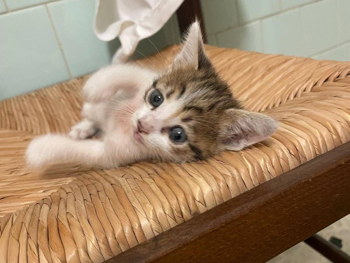 Adozione gatto, femmina, Razza sconosciuta Razza sconosciuta, 1 mesi, taglia non valida, Frosinone