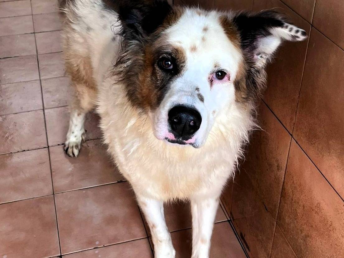Adozione cane, maschio, Razza sconosciuta Razza sconosciuta, 7 anni e 2 mesi, taglia media, Milano