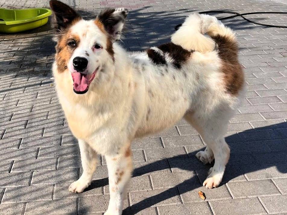Adotta un cane, maschio, 7 anni e 2 mesi, Milano