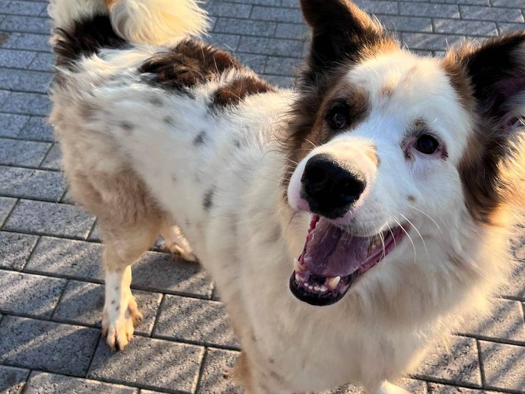 Vuoi adottare un cane a Milano?