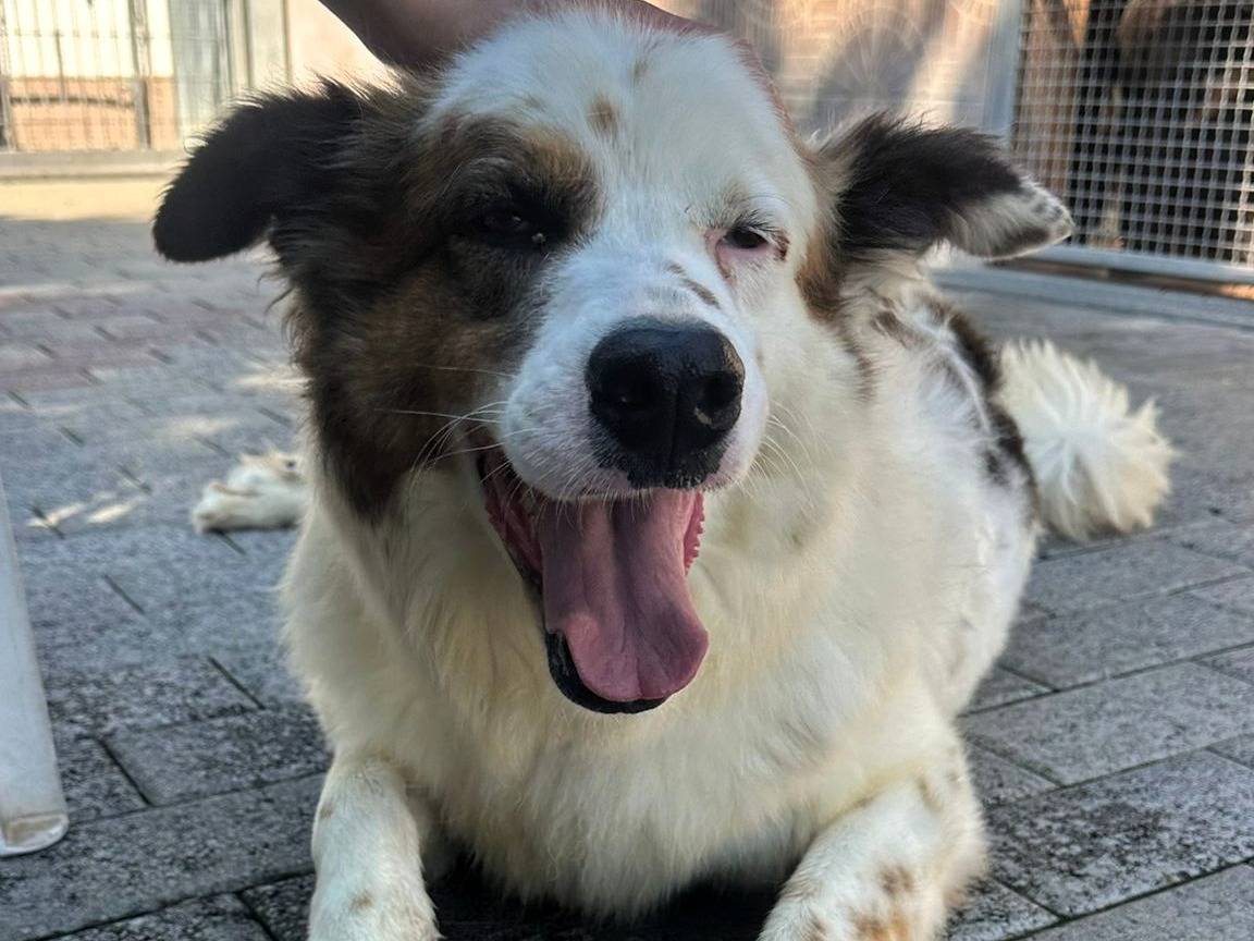 Adotta il cane GHIACCIO a Milano