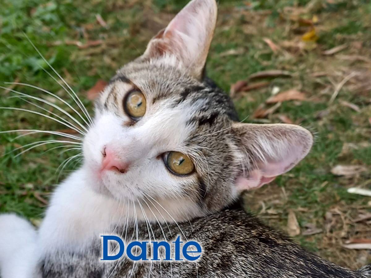 Adozione gatto, maschio, Razza sconosciuta Razza sconosciuta, 2 mesi, taglia non valida, Vicenza